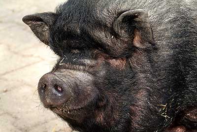 Aachener Zoo Aachener-Zoo-Haengebauchschwein-003